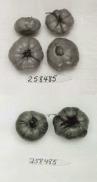 Click for 1 image(s) for this accession. FRUIT